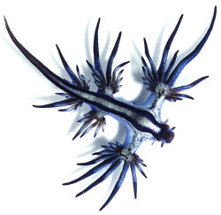 athighvoltage:  Blue Sea Slug is a species of medium-sized blue