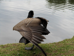 Goose tai-chi makes for excellent wing photos