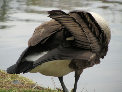 another goose photo!spam, this one from an odd angle during preening,