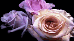 crystals of love