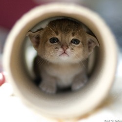miezekatzen:  kitten in a tube 