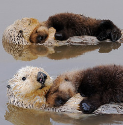 boogans:  Can this be me? Can I be one of those otters? 