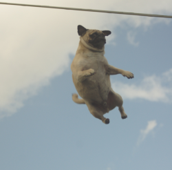 Oh my God a flying pug.