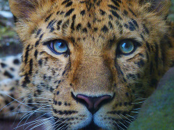 quello:  Amur Leopard Stare (by 03ahmed)  beautiful.