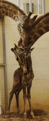 thedailywhat:  Adorable Newborn Animal of the Day: The Cincinnati