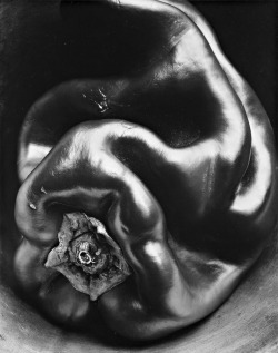 Pepper #35 photo by Edward Weston, 1930