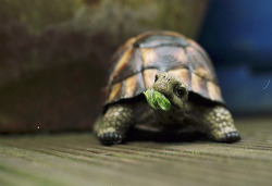 animalus:  Turtle (by L.M.P.) 