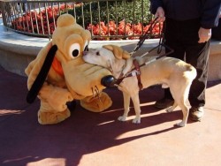 Pluto loves you….