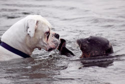 apsies:  This inquisitive dog was left stunned when a playful