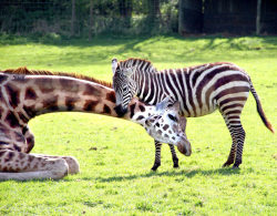 theanimalblog:  The recent weather at Noahs Ark Zoo Farm in Bristol