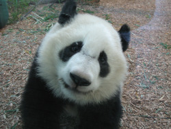 fuckyeahgiantpanda:  Mei Lan at the Atlanta Zoo on December 4,