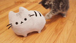 pusheen:  Today is the last day to get a Pusheen plush for 20%
