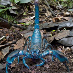 Escorpion Emperador - Especie en extincion
