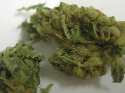 thatsgoodweed:  citrus 