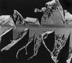 Torn Leaf photo by Brett Weston; Hawaii Portfolio, 1978