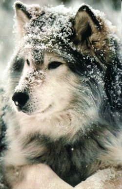 acrosspostingscrapbook:  Wolves change their coats in spring