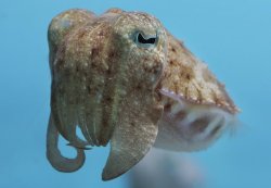 fuckyeahcuttlefish:  ghosthost:  Juvenile Pharaoh cuttlefish