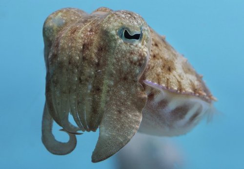 fuckyeahcuttlefish:  ghosthost:  Juvenile Pharaoh cuttlefish at the Monterey Bay Aquarium.  Sepia pharaonis  More like Sepia UguunisUGUU~ <3