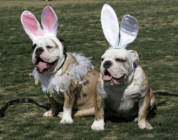 fyeahwrinklydogs:  Double the wrinkles! And bunny ears!  Buhh.