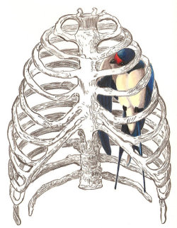 almaintermitente:  Hay un pájaro azul en mi corazón que quiere