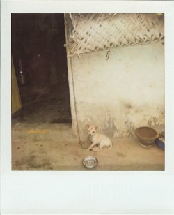 fuckyeahphotography:  dog with a bindhi. pondicherry, india.