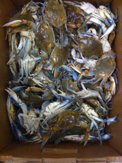 A Box Of Blue Crabs @ Tai Nam Market