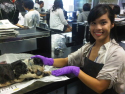 lukulele:  jenniferpayawal:  Disected a cat in class what! It