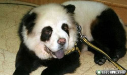 Panda or dog? Either way just awesome!