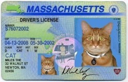 brainnsss-nom:  What my license will look like once I finally