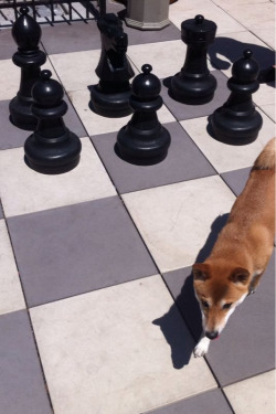 My roof is finally done being remodeled! There’s a chess