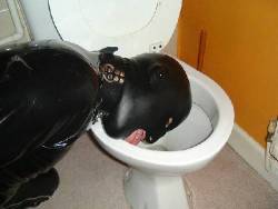 Boys Who Love Toilets