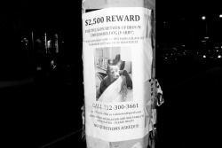 terrysdiary:  Ū,500 REWARD For the safe return of brown chihuahua