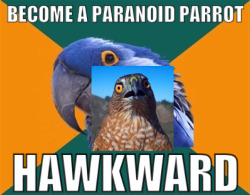 hawkward has become my new favorite word. HAWKWARD.