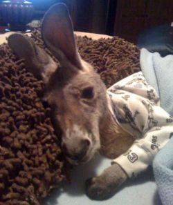   drop everything this is a baby kangaroo in pajamas.  