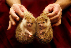 d'awwwwww