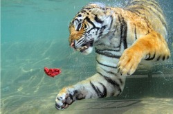 allcreatures:  ”Unlike most cats, tigers enjoy swimming and