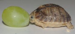 th4tswh4th3s41d:  THIS IS A TURTLE THE SIZE OF A GRAPE.REBLOG