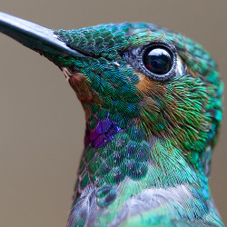 robot-heart:  Bird Macro! (by no1chrism) 