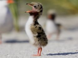 lickystickypickyme:  Kiwi, the common tern chick, waits to be