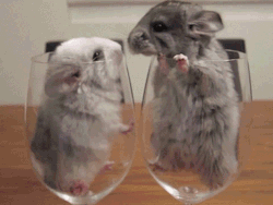 Baby chinchillas are just too cute if you have never stroked