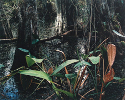 Cypress Swamp photo by Eliot Porter; Portfolio I, The Seasons,