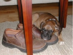 fyeahwrinklydogs:  And to end the night, a sleepy boxer puppy