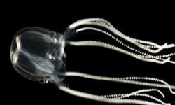 spacetimecontinumm:  Brainless Jellyfish Navigates with Specialized