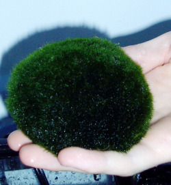 olias:  kabutomushii:  they’re not insects but we have a marimo