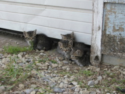 check out these lil meowers i saw 2day