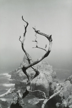 Cypress Grove Trail, Point Lobos, California photo by Minor White,