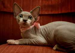 fyeahsphynxcats:  Fluffy with bow (by Munkvstheworld) 