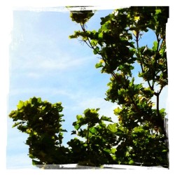 Sitting under a tree on my lunchbreak (Taken with Instagram at