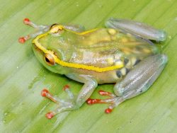 ohscience:  This pregnant frog with translucent skin is one of