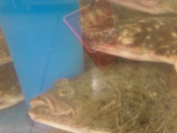 cloesy:  flounder at h mart 